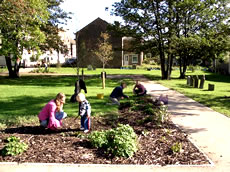 bulb planters in Acton churchyard