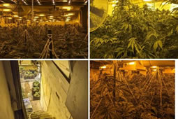 Massive Cannabis Farm Found at Chatsworth Pub Site