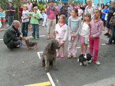 Contestants at the dog show