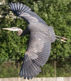 Heron in flight