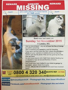 missing cat soni