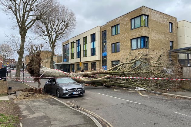 A tree down outside the Ark Priory Primary