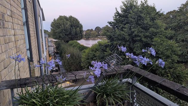 Flowers on balcony 