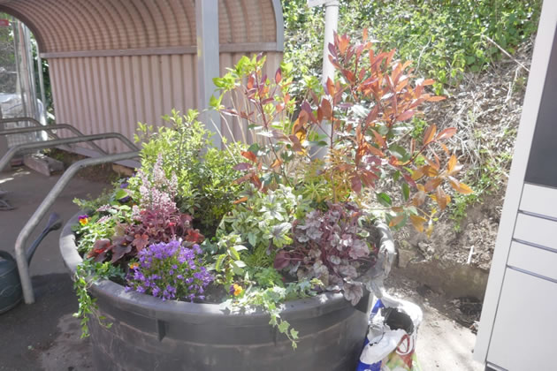 Flowers blooming at on south side of Brentford station