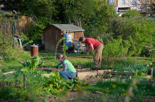 Northfields allotments