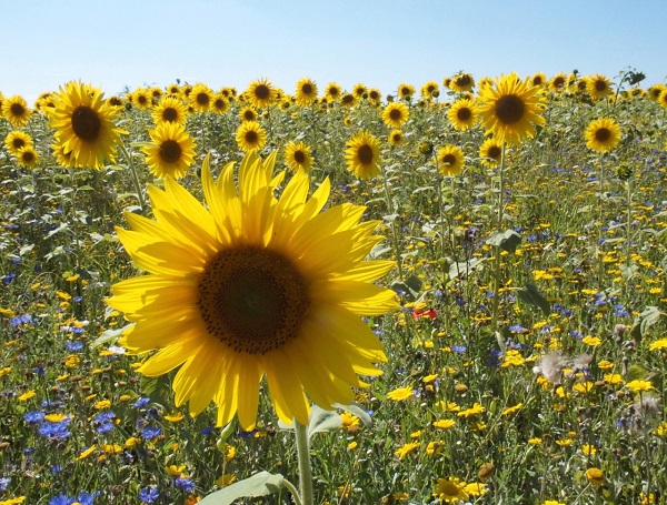 sunflowers - David Harvey