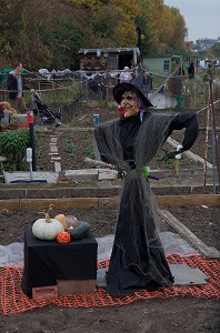 Northfields Allotments 