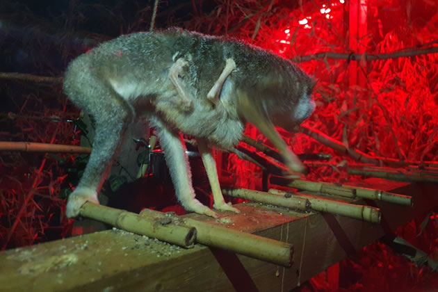 The baby loris clings to its mum. Picture: Hanwell Zoo 