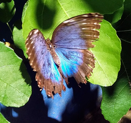 Blue Morpho - Liz Jenner