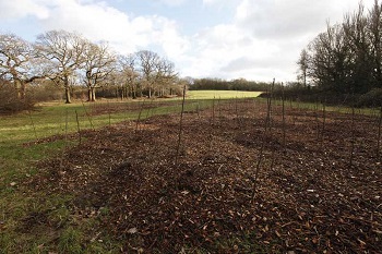 Horsenden Hill Woodland