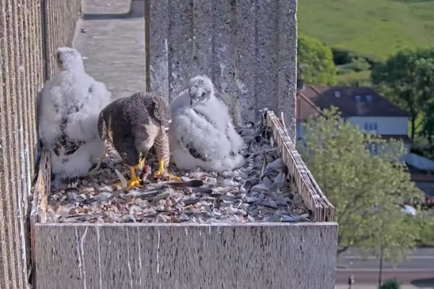 More Peregrines Hatch at Ealing Hospital
