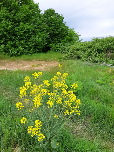 wildflowers taken in Jubilee Meadows and Warren Farm