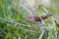 Nightingale by Edmund Fellowes