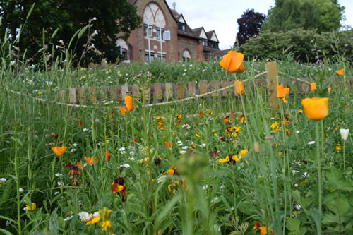 Katherine Buchan meadow