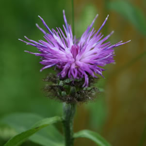 Katherine Buchan meadow