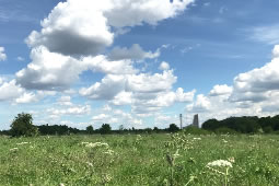 Plan to Boost Biodiversity in Wormwood Scrubs Welcomed